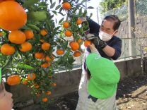 写真：みかん狩り2