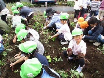 5歳らいおん組が芋ほりをしている様子の写真