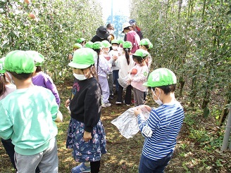 5歳児の子ども達がりんご狩りをしている様子の写真