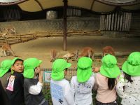 4歳児がカンガルーを見ている写真です。