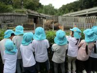 5歳児がサイを見ている写真です。