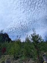 森林が写っている写真
