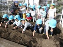 写真：ジャガイモ3