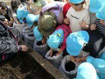 写真：ジャガイモ4