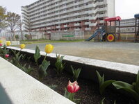 庭のチューリップの写真