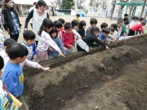 写真：ジャガイモの芽
