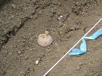 写真：じゃがいも植え2