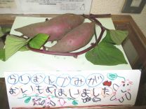 5歳児が掘ったさつまいもの写真