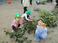 園庭の柿もぎをしている様子の写真