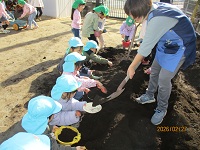 種芋を植えている様子の写真