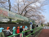 東光寺小学校の桜の下での散歩