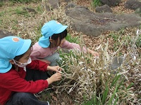 数珠の実をつまんでいる様子の写真