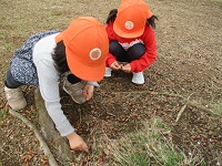 どんぐりを拾っている様子の写真