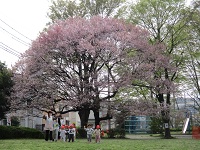 1歳児クラスのお散歩の様子の写真