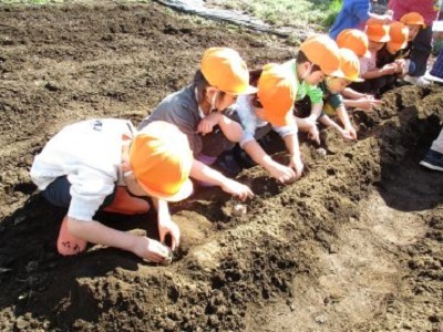 4歳児がジャガイモの苗を植えているところ