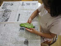 写真：そら豆のさやむき2