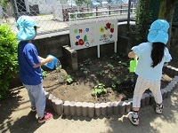 写真：さつまいもの苗植え3
