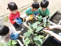 写真：夏野菜3