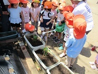 写真：オクラの苗を植えている場面