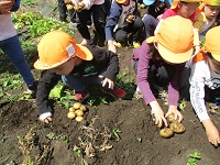 じゃ外芋ほりをしている5歳児の様子の写真