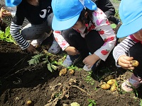 ジャガイモ堀をしている4歳児の様子の写真