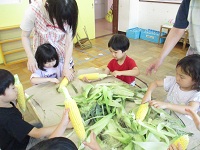 とうもろこしをむいている4歳児の写真