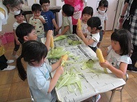 写真：4歳児クラスの子ども達がとうもろこしの皮をむいている様子
