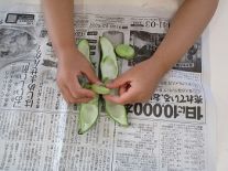 そら豆1