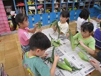 写真：とうもろこしの皮むき　5歳児