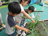 野菜を主計くしている様子の写真