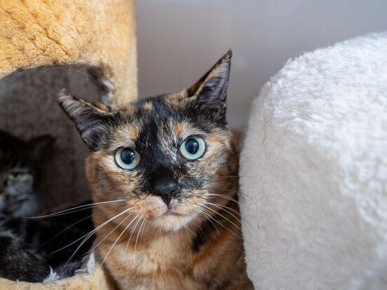 写真：サビ猫がこっちを見ている様子