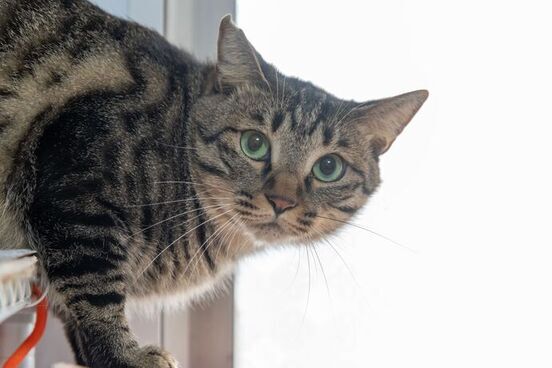 写真：キジトラの猫が首だけこちらを向いている様子