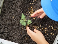 写真：子どもが菊の苗を植えている様子